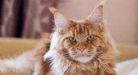 how to handle territorial aggression in cats h2o batch