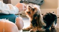 how to help calm ananxiousorf earful dog h2o batch 8