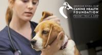 terry madeline beagle chf