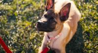 A puppy on a leash laying on grass looking up