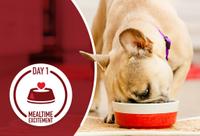 puppy eating out of food bowl