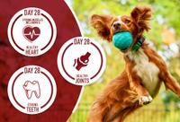 A dog jumping with a ball in its mouth