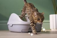 cat stepping out of breeze litter box