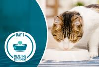 kitten leaned forward eating out of food bow