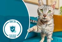 cat taking a step forward with one paw up