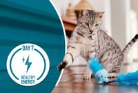 kitten looking at toy with paw up to hit