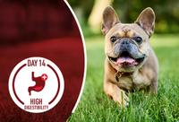 puppy running in yard