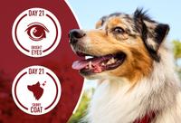 side profile of dog with his tongue out smiling