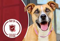 happy dog smiling looking straight