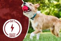 puppy catching red ball inches mouth