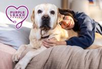 Woman lying in bed and hugging yellow lab dog