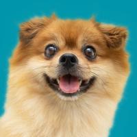 smiling dog