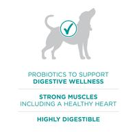 probiotics to support digestive wellness