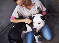 Shelter assistant petting a dog