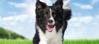 28 day dog