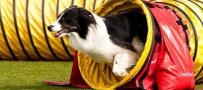 Agility Field