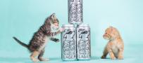 Urban Underdog beer cans stacked by little kittens