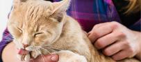 Cat is licking his paw