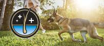 German Shepherd playing in a field. Skin and coat supported by Pro Plan Veterinary Supplements.