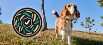 A dog running in the grass