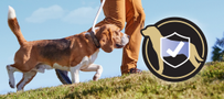 A person walking a dog