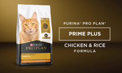 cat food