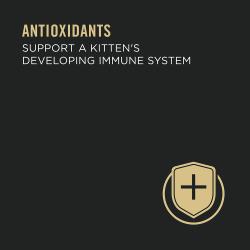 Antioxidantes para favorecer el sistema inmunitario en desarrollo de un gatito