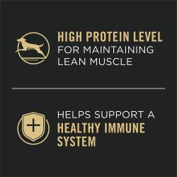 El alto contenido de proteínas ayuda a mantener un sistema inmunitario saludable