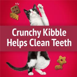 Crunchy Kibble Helps Clean Teeth