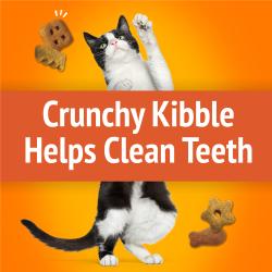Crunchy Kibble Helps Clean Teeth