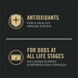 Antioxidantes que promueven un sistema inmunitario saludable