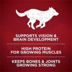 supports vision, brain, muscles, bones and joints