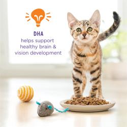 Kitten standing next to a bowl of Purina Kitten Chow kibble and cat toys. Text reads "DHA helps support healthy brain and vision development."