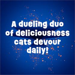 A dueling duo of deliciousness cats devour daily!
