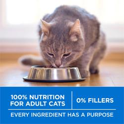 Purina ONE Plus High Protein Cat Food Dry Salmon and Ocean Whitefish Cat Skin and Coat Health Formula
