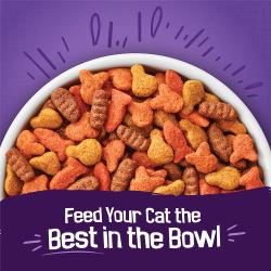 Feed your cat the best in the bowl