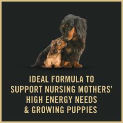 Purina Pro Plan Puppy Starter is the ideal formula to support nursing puppy mothers