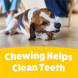 chewing helps clean teeth.