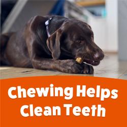 Chewing Helps Clean Teeth