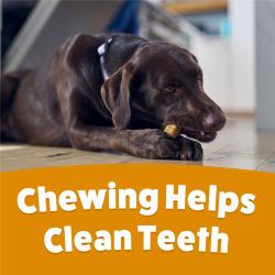 A brown Labrador retriever lying down chewing a Purina Busy Chewnola Large Dog Chew with text: Chewing Helps Clean Teeth.