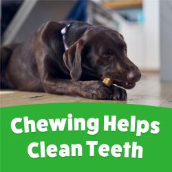 A brown Labrador chewing on a Purina Busy Ribhide Large Dog Chew with text: Chewing Helps Clean Teeth.