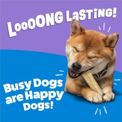 A Golden Retriever chewing a Purina Busy Rollhide Extra Large Dog Chew with text: Long Lasting! Busy Dogs are Happy Dogs!