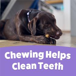 A brown Labrador chewing on a Purina Busy Rollhide Extra Large Dog Chew with text: Chewing Helps Clean Teeth.