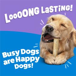 Un Golden Retriever masticando un masticable Purina Busy Rollhide Extra Grande para Perros con el texto: ¡De larga duración! ¡Los perros ocupados son perros felices!