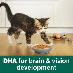 Un gatito camina hacia un tazon de alimento seco para gatos sobre un piso de madera, con el texto "DHA para el desarrollo del cerebro y la vision" mostrado debajo. Hay juguetes para gatos en el fondo.