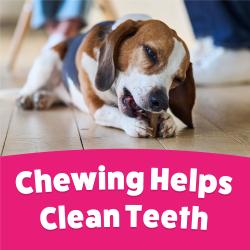 A beagle lying on the floor enjoying a Purina Busy Bone Original Small Dog Treat with text stating Chewing Helps Clean Teeth.