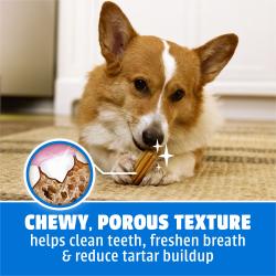 A Pembroke Welsh corgi chewing a Purina DentaLife Daily Oral Care dental dog treat for small to medium dogs.