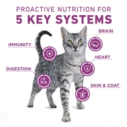 Purina ONE +Plus Whole Body Support Chicken Dry Cat Food