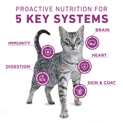 Purina ONE +Plus Support Total del Cuerpo Comida Seca para Gatos con Pollo