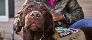 Close-up of a brown dog wearing a service dog harness with patches, looking at the camera.